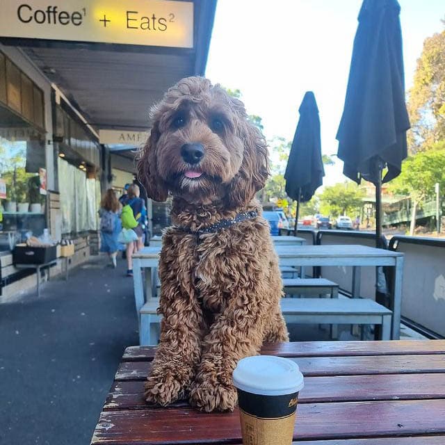Dog leaning up the table of this dog cafe in Melbourne with a cup of coffee in front of it on the table