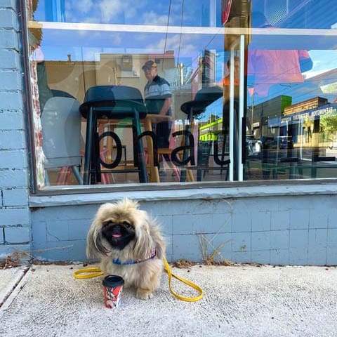 A small brown dog is captured sitting outside of a popular dog-friendly cafe in Melbourne. The inside of the cafe can be seen through the window in the background.
