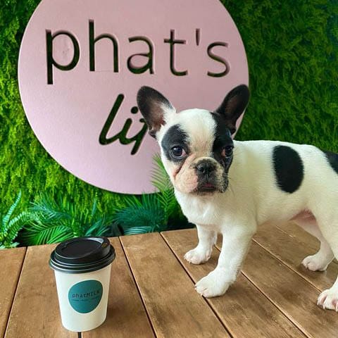 A cute little pup sits on a table in a popular dog-friendly cafe in Melbourne, looking adorable as it enjoys the cozy atmosphere. Next to it is a steaming cup of coffee, ready for the pup's human to enjoy too!
