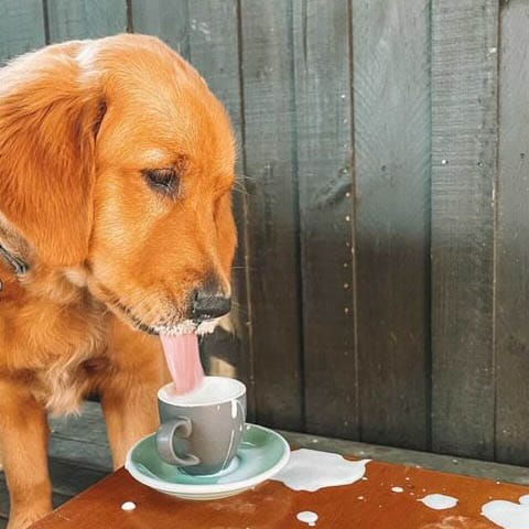 A big and lovable pooch is caught in the act of enjoying a special doggie drink from a popular dog-friendly cafe in Melbourne. Despite creating a bit of a mess on the table, the dog happily laps up the treat.