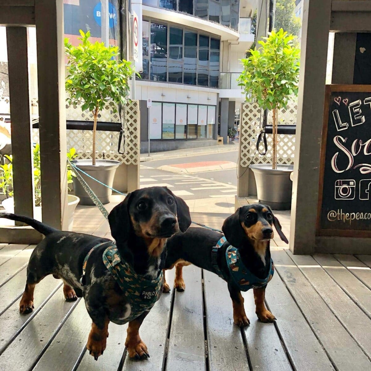 Two dogs standing outside the dog friendly restaurant in Melbourne with their leashes on