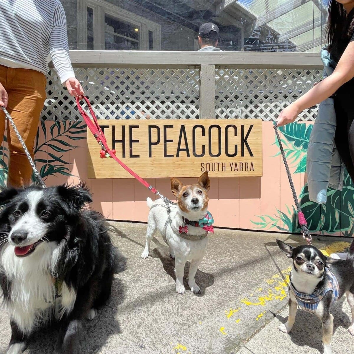 Dogs photographed outside the dog friendly restaurant in Melbourne with their owners to the side