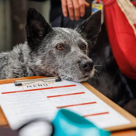 A pup takes a break at this pet friendly cafe in Melbourne, with the menu providing a comfortable pillow for its chin.