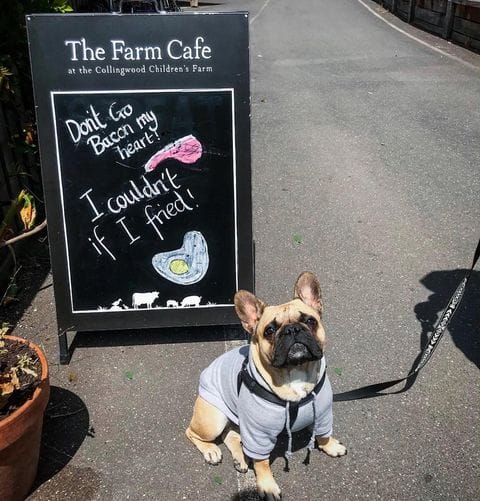 Adorable dog smiling for the camera as they stand in front of a pet friendly restaurant in Melbourne, ready for a delicious meal with its owner.