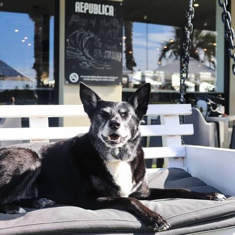 A majestic black dog taking a break on a bench outside a trendy dog-friendly cafe in Melbourne.