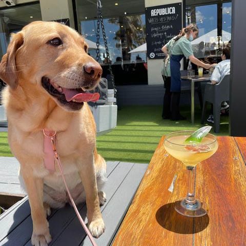A dog taking a well deserved break outside a dog-friendly cafe in Melbourne. The furry companion is seen sitting at a table surrounded by other diners, with an enticing glass of a refreshing drink from the cafe by its side.
