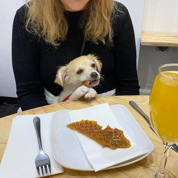 A cute little pup snuggled up on its owner's lap as it can hardly contain its excitement, eagerly anticipating the delicious treat waiting for it on the table.