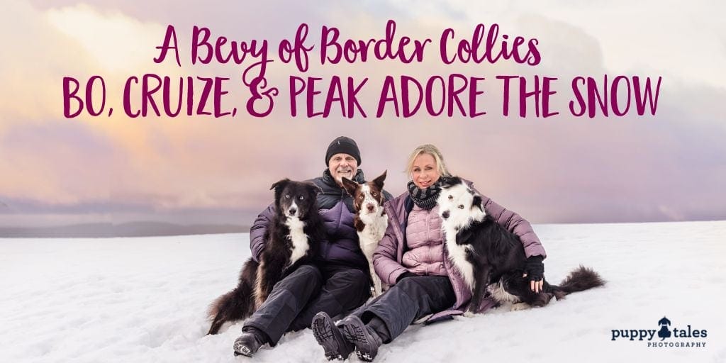 A bevy of Border Collies pictured in the snow with their two owners smiling