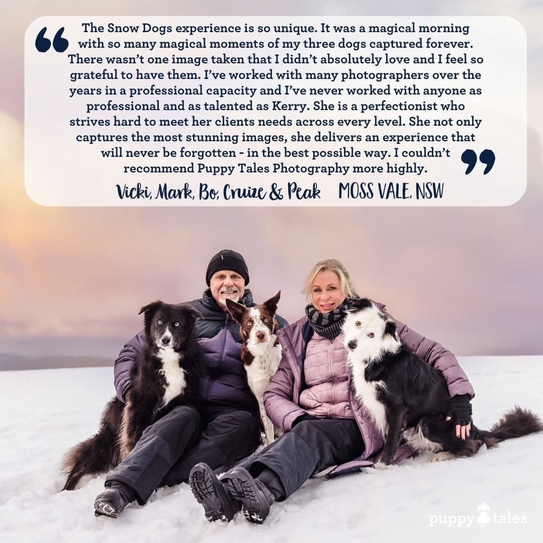 A photo of Vicki and Mark with their three Border Collies in the snow with a quote of their experience of the photoshoot session