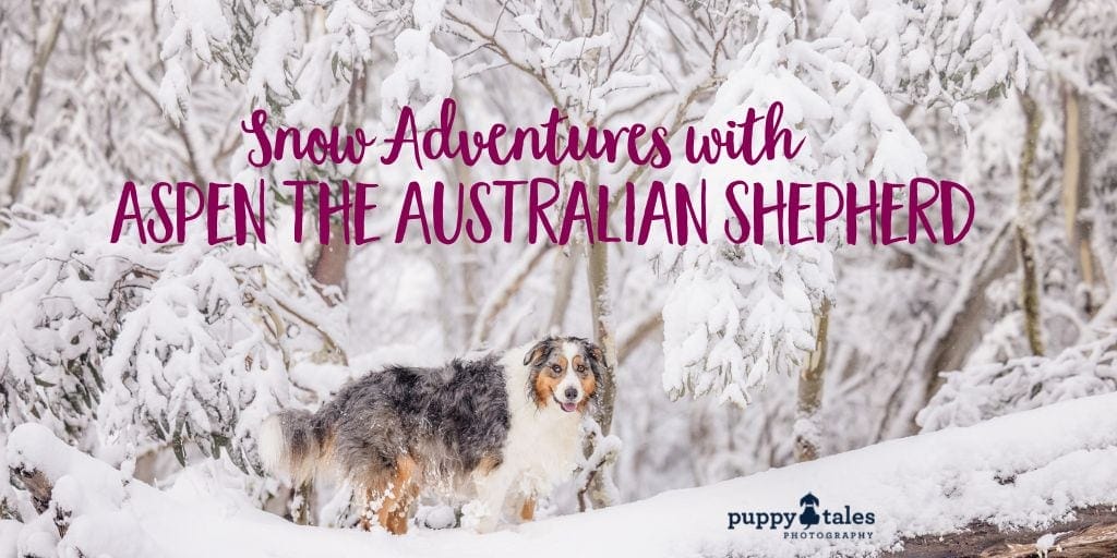 Australian Shepherd photographed in a snowy area