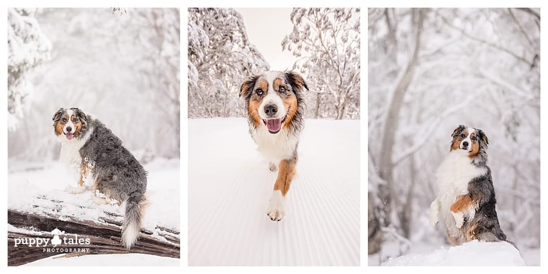 A collage of fun dog snow adventures with Aspen the Australian Shepherd