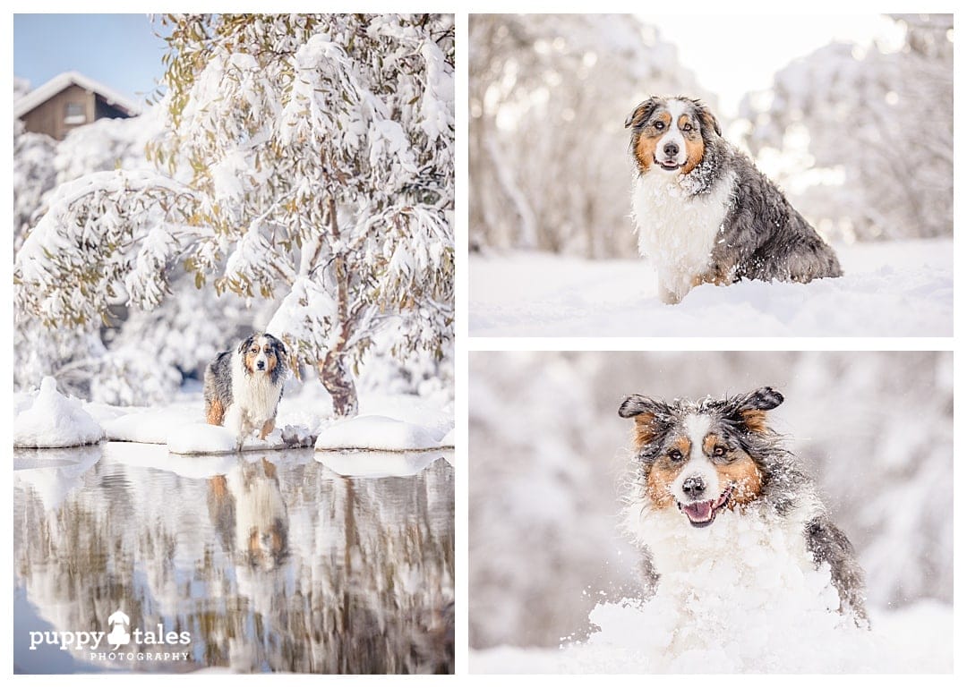 A series of photos of an Australian Shepherds dog snow adventures in Dinner Plain, Victoria