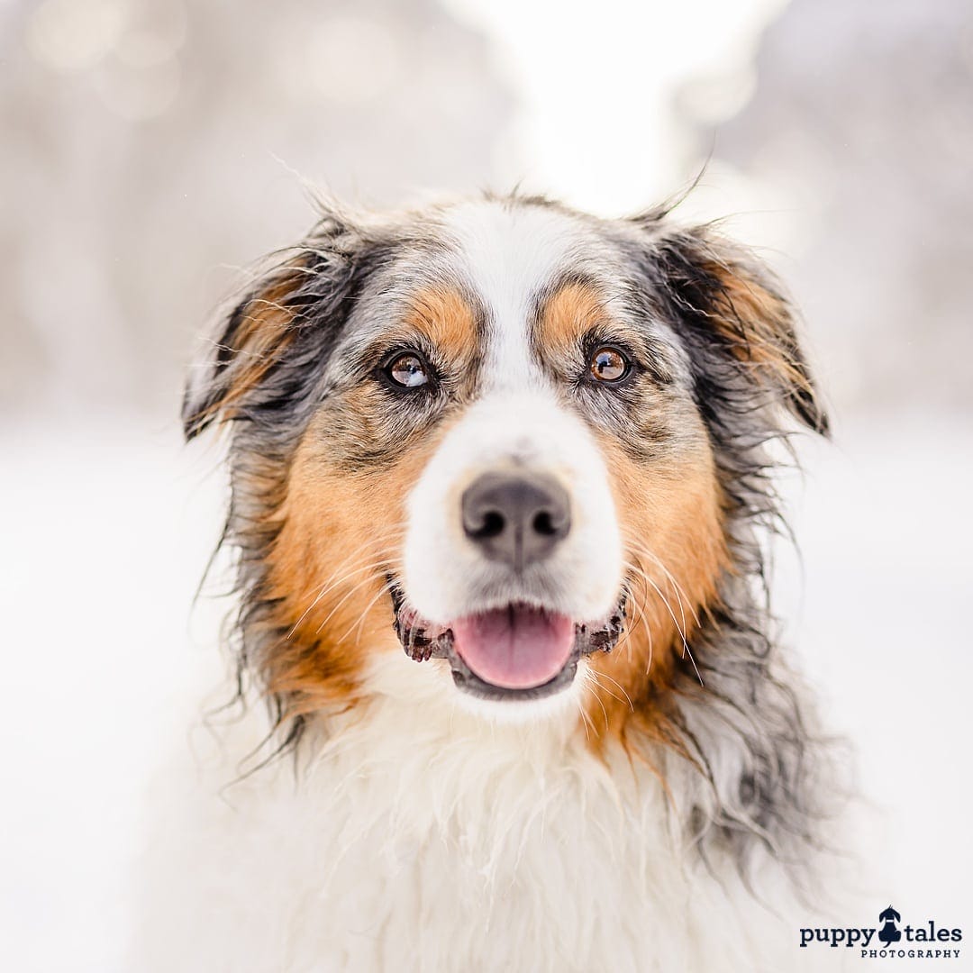 A closeup photo of an Australian Shepherd in the snow