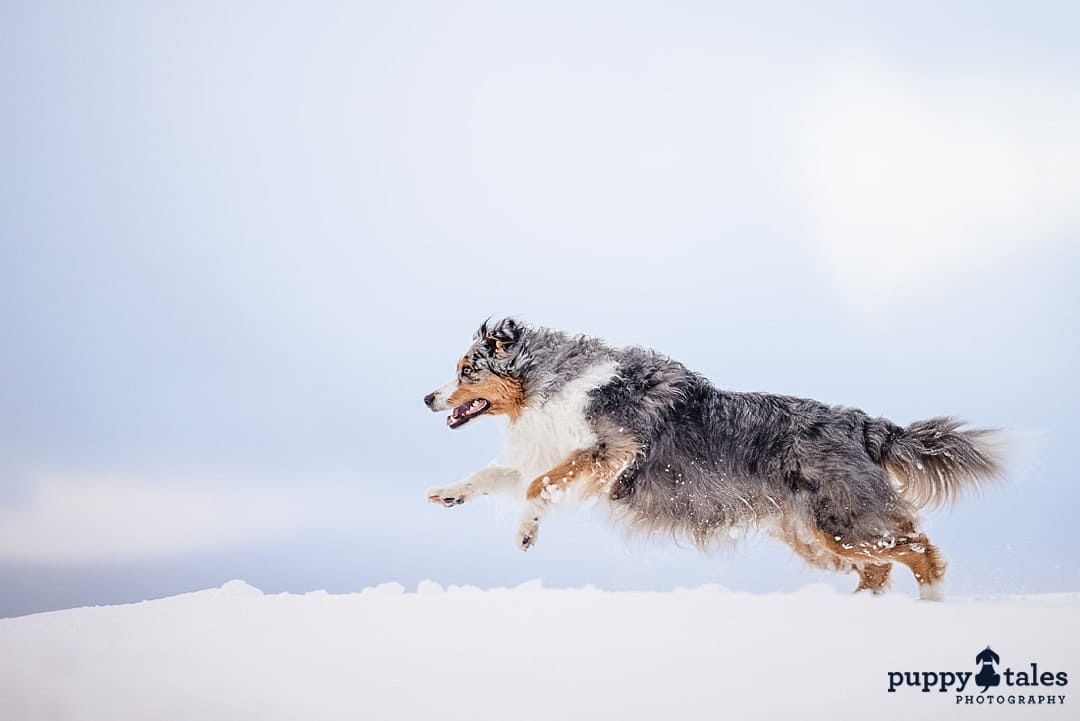A photo of Australian Shepherd jumping and running during his dog snow adventures
