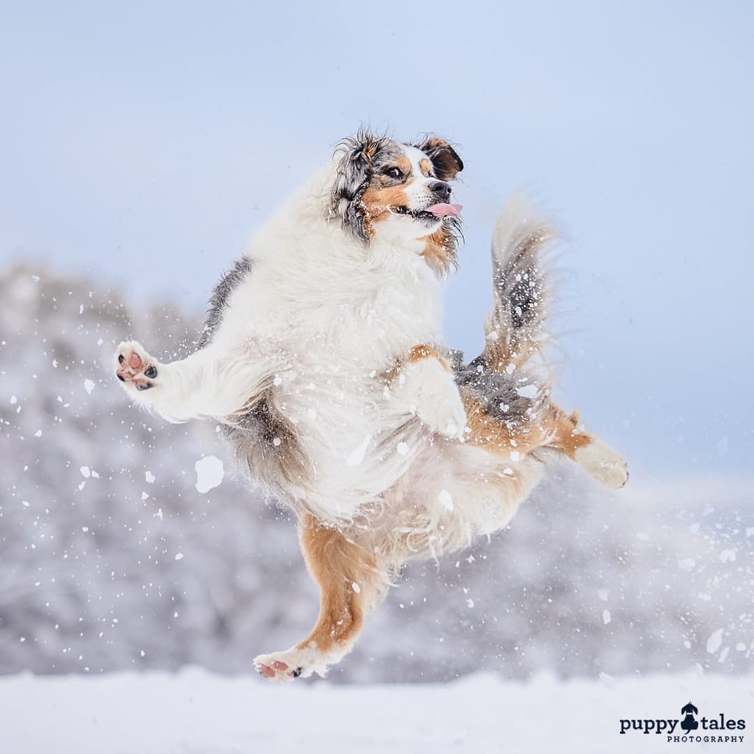 Australian Shepherd jumping and having fun in the snow with his tongue out