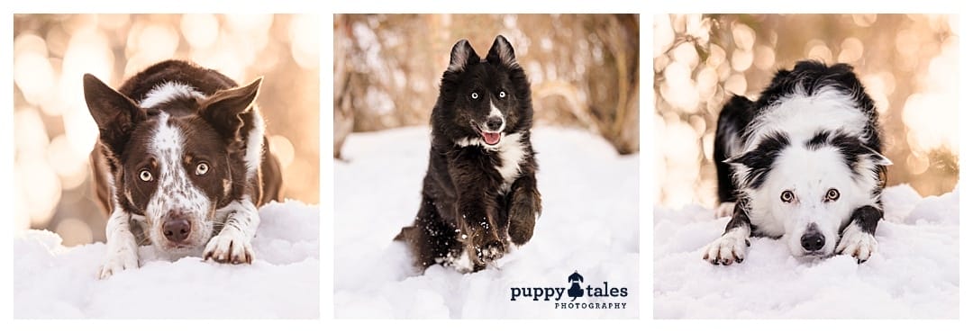 A series of photos of three border collies in the snow looking at the camera