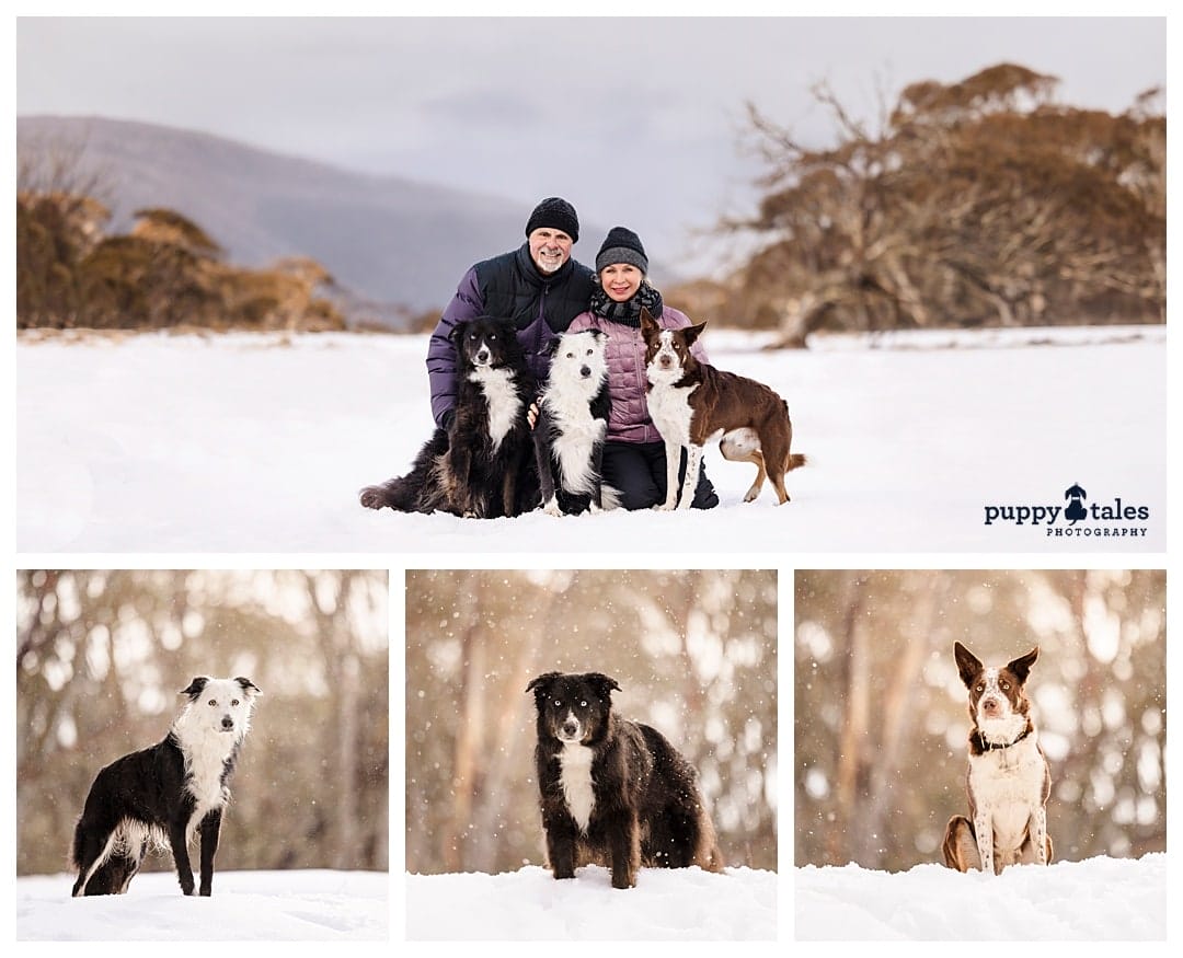 A set of photos of three Border Collies and a family picture of the dogs in the snowy mountain with their owners Vicki and Mark