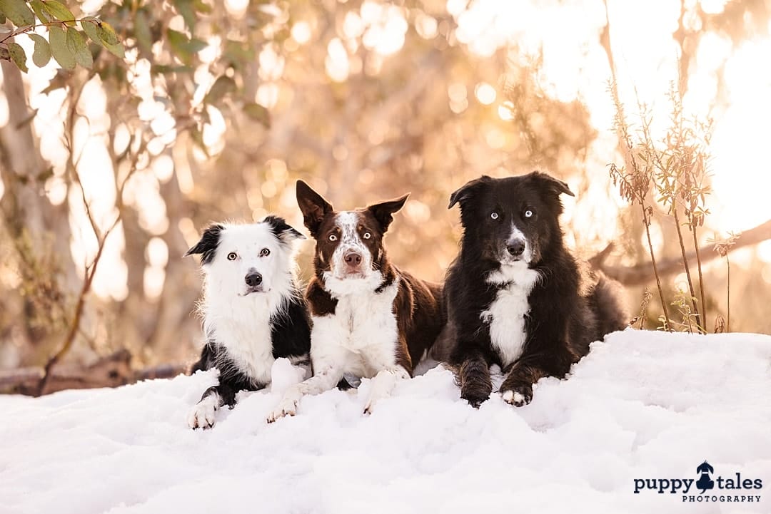 Three Border Collies each varying in colors and all looking at the camera while they are photographed