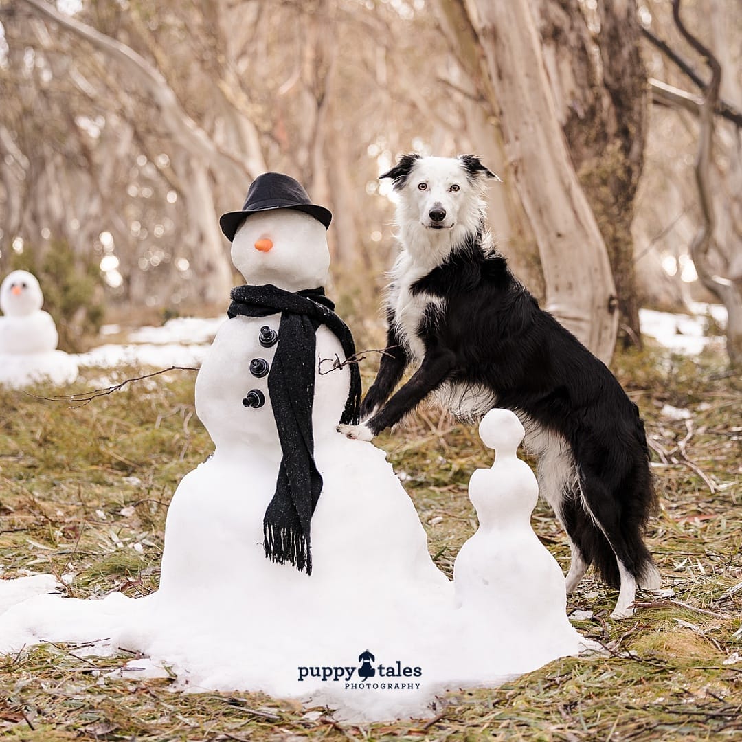 A black and white Border Collie seen photographed with a snowman wearing a black hat and scarf