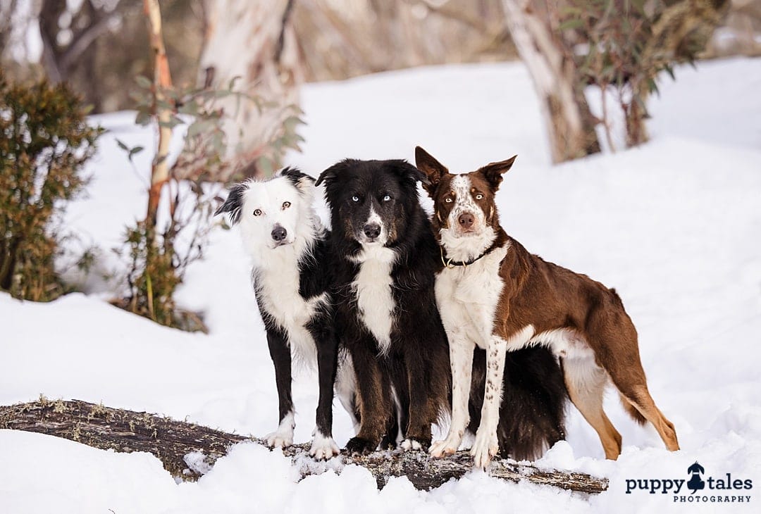 Three Border Collies, each with different colors, stand on a log in a snowy area while looking at the camera