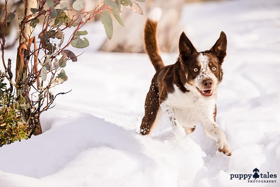 A chocolate coloured Border Collie is photographed running happily in the snow 