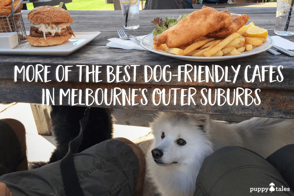 cute dogs dining in dog-friendly cafe in melbourne's outer suburbs