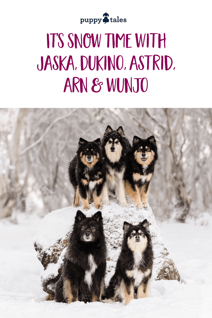 Pinterest graphic showcasing five Finnish Lapphunds in the snow