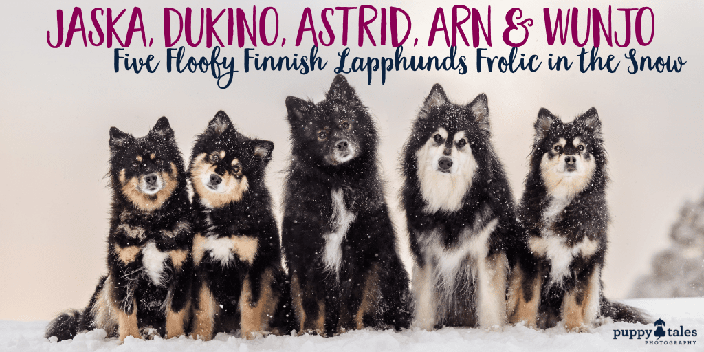 Snow photos of Finnish Lapphunds named Jaska, Dukino, Astrid, Arn, and Wunjo, standing in the middle of the snowy landscape, their thick fur coats keeping them warm.