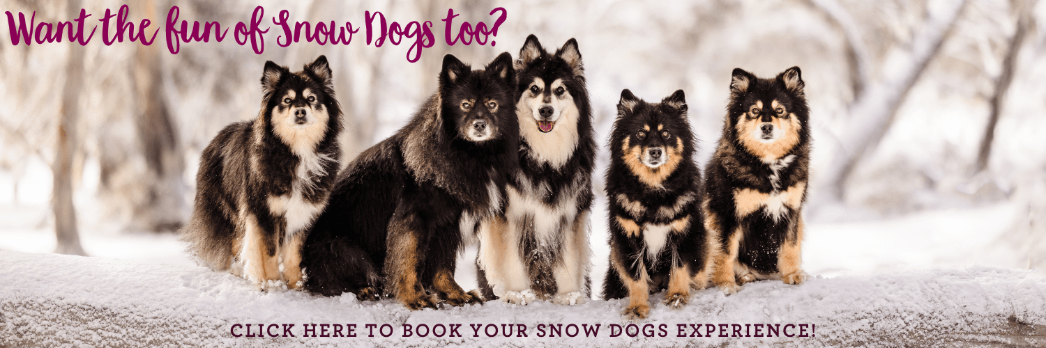 Book a snowy adventure with Puppy Tales Photography to capture memories of your furry friends in the snow.