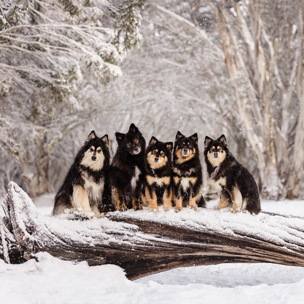 Five Finnish Lapphunds photographed in the winter wonderland