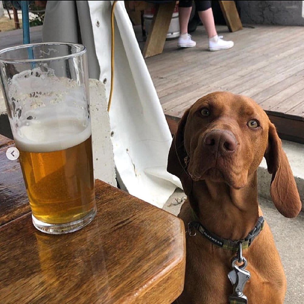 A tall glass of beer on table beside a large brown dog in a dog friendly place in Canberra