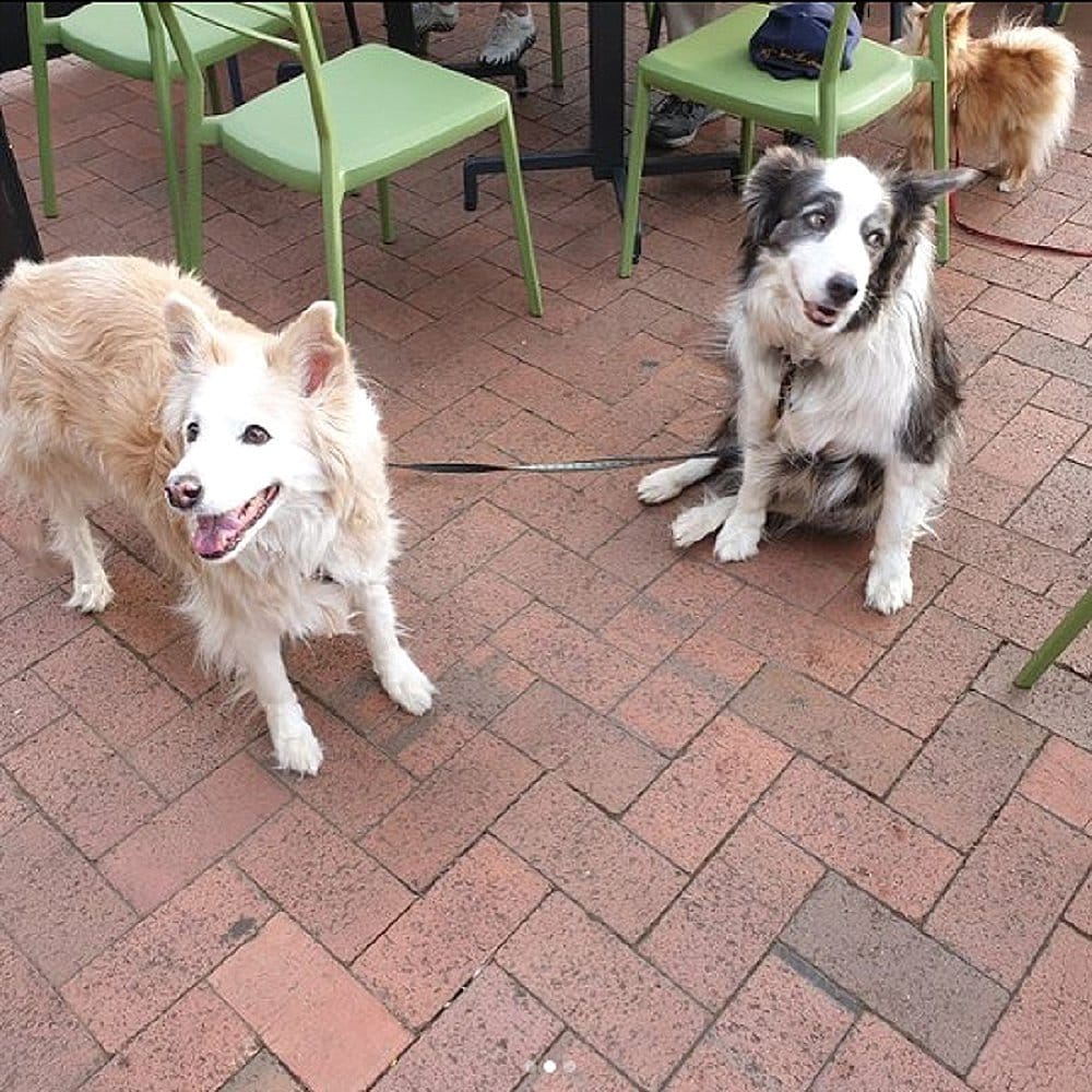 A dog friendly cafe in Canberra has two visitors outside. This place is called Home Ground Cafe.