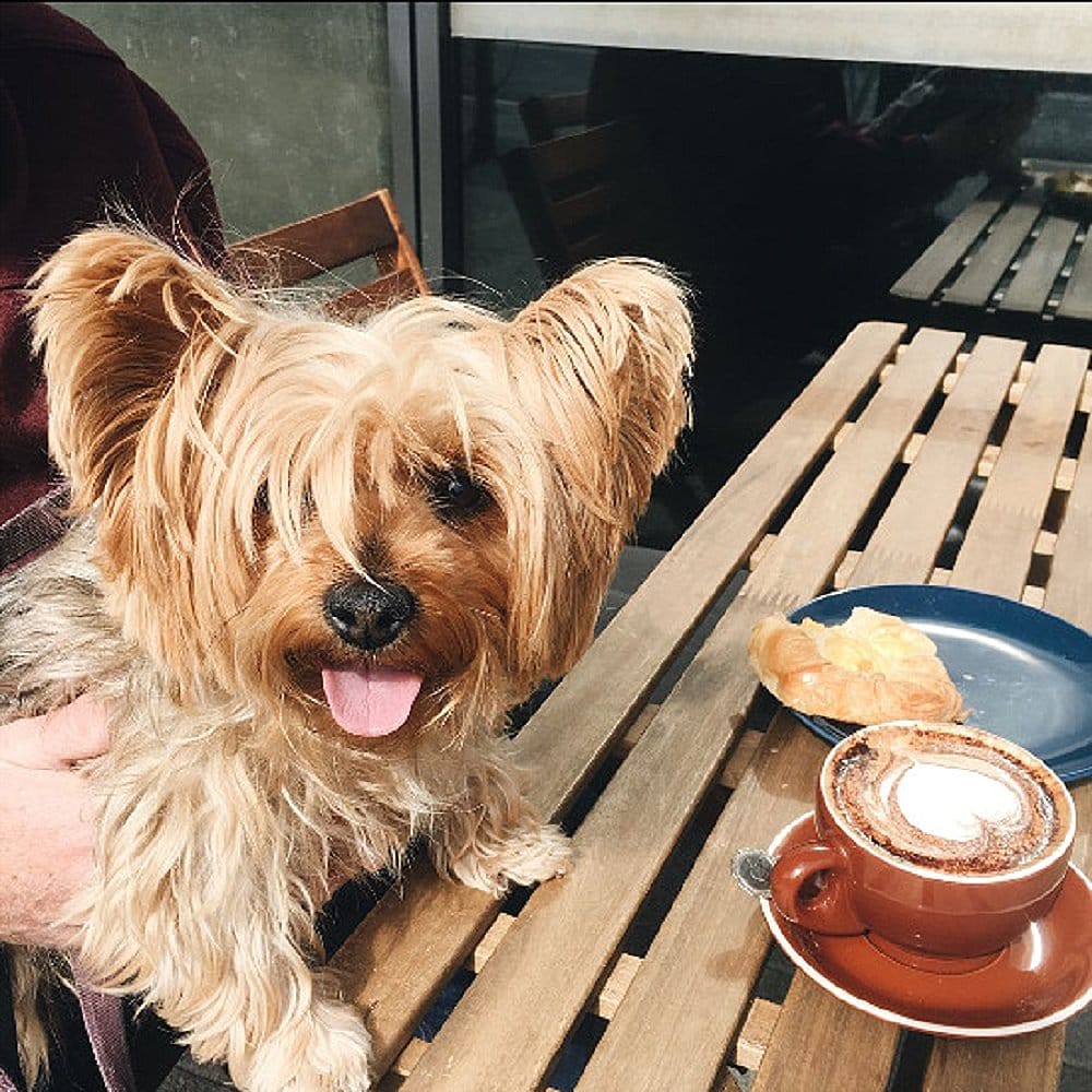 A dog friendly cafe in Canberra called Remedy on Kingston Foreshore has a cute dog visitor