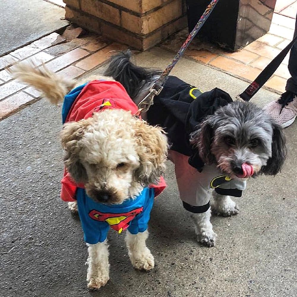 Two small dogs are seen outside this cafe called Rocksalt Cafe in Canberra