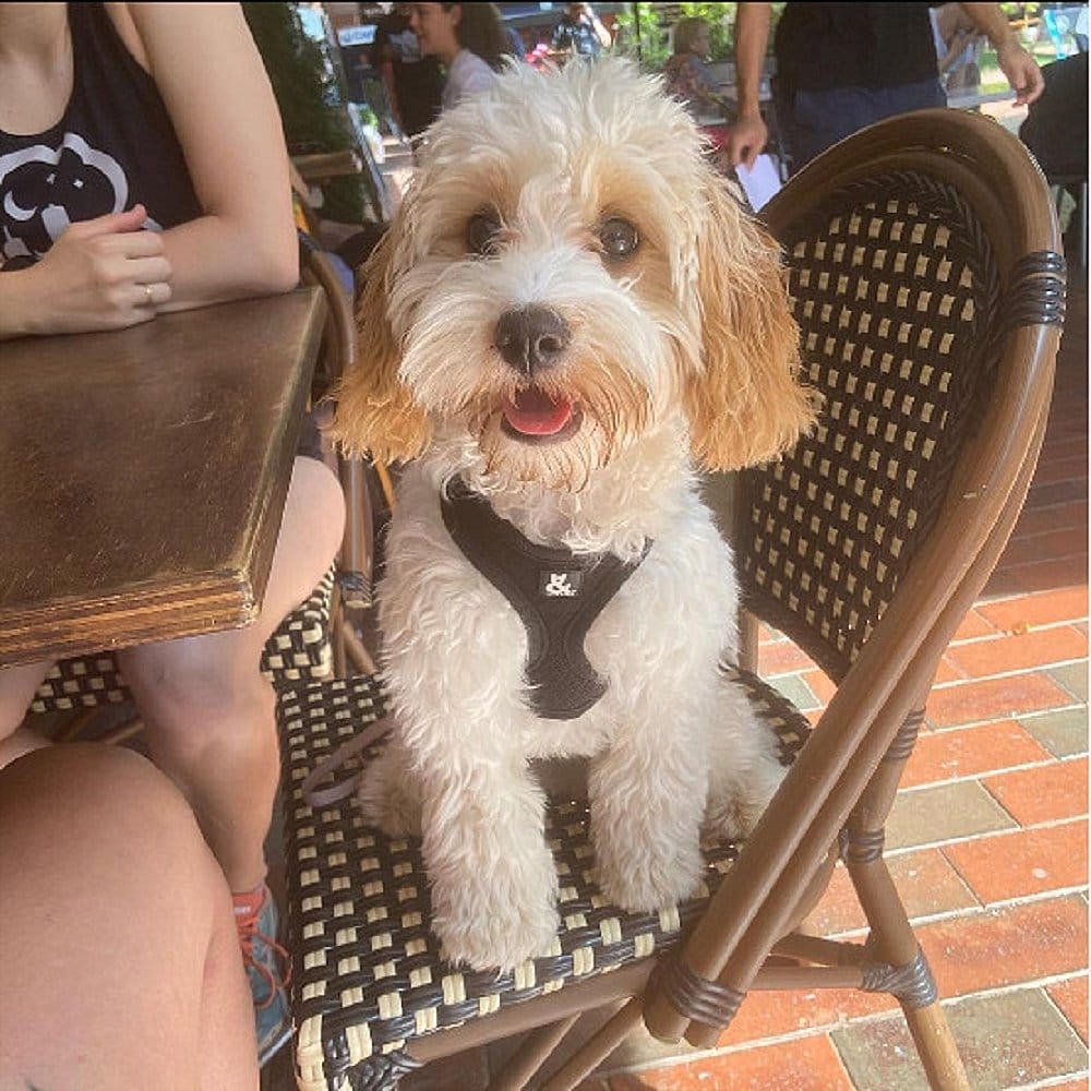Cute dog sitting in one of the chairs of a dog friendly cafe in Canberra