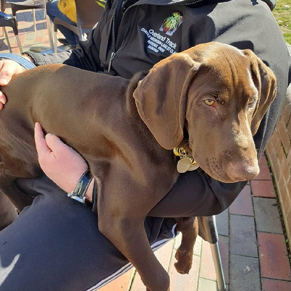 A dog is being lifted by its owner as they dine in a dog friendly cafe in Canberra called Bittersweet Cafe Kingston