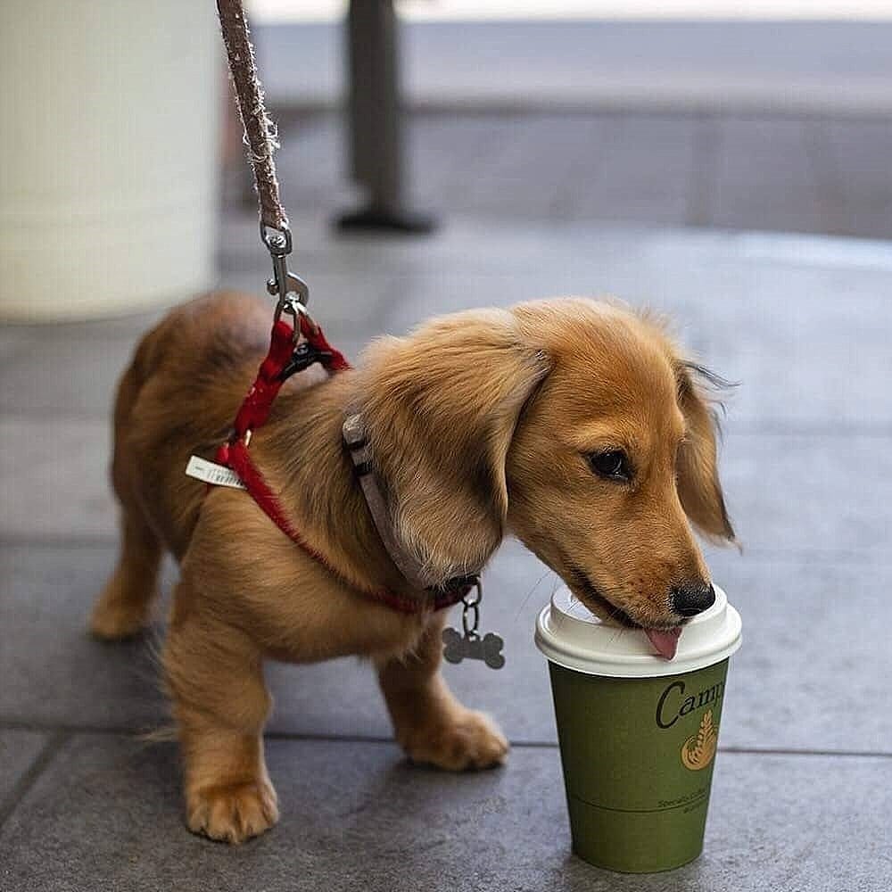 A dog drinking from a pup cup provided by a dog friendly cafe in Canberra
