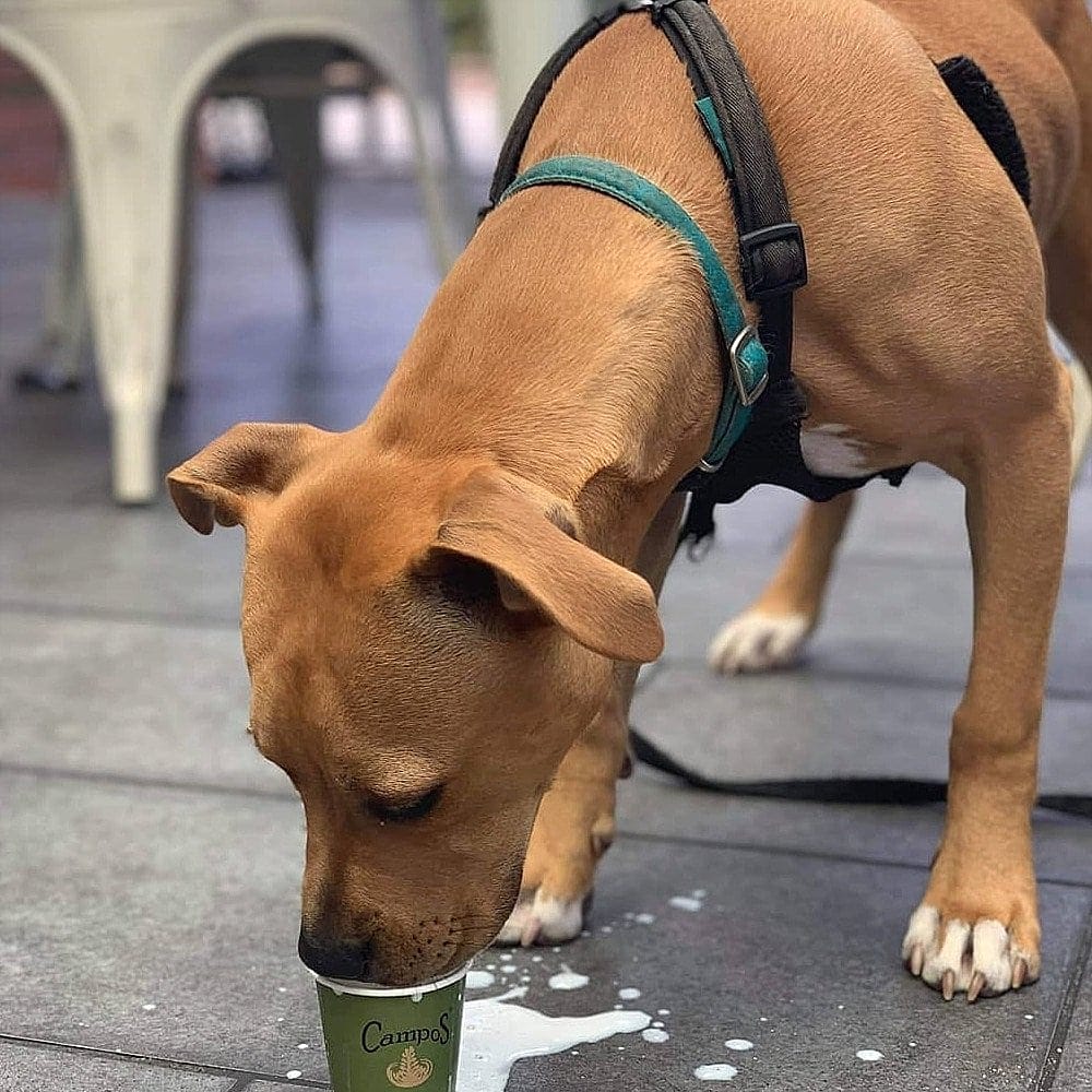 A dog is seen enjoying a pup cup provided by Common Grounds Gowrie Cafe in Canberra