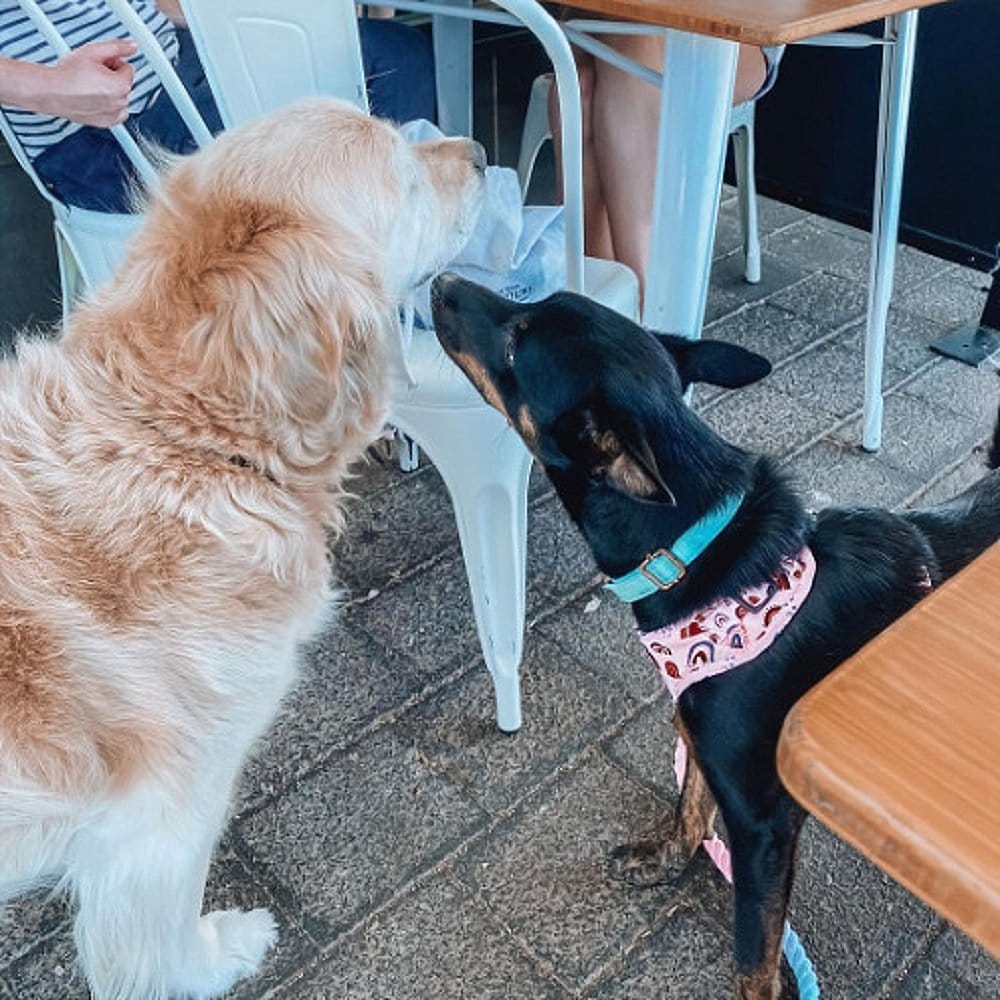 Two dogs trying to get to know each other in Common Grounds Coffee Gowrie Cafe in Canberra
