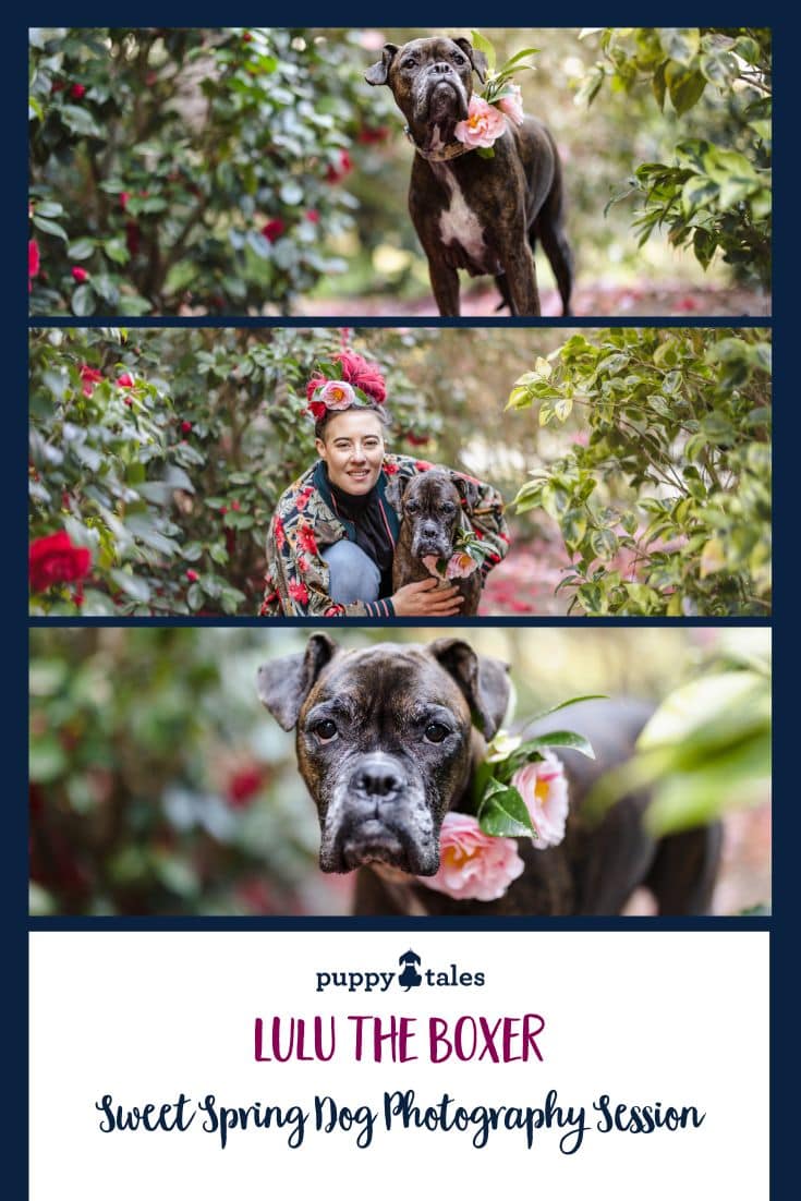 Pinterest Graphic of Lulu the Boxer looking glorious for her dog photo session during Spring at Wilson Botanic Park
