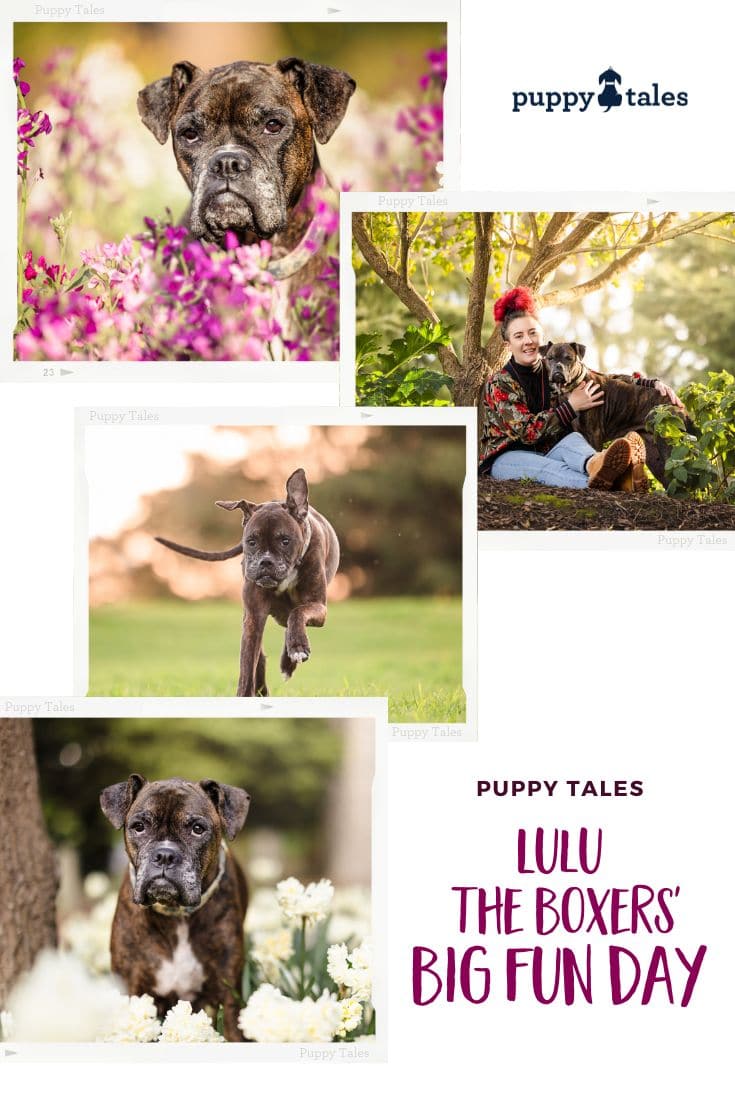 Pinterest Graphic of Boxer Lulu at Wilson Botanic Park for her on-location dog photography session