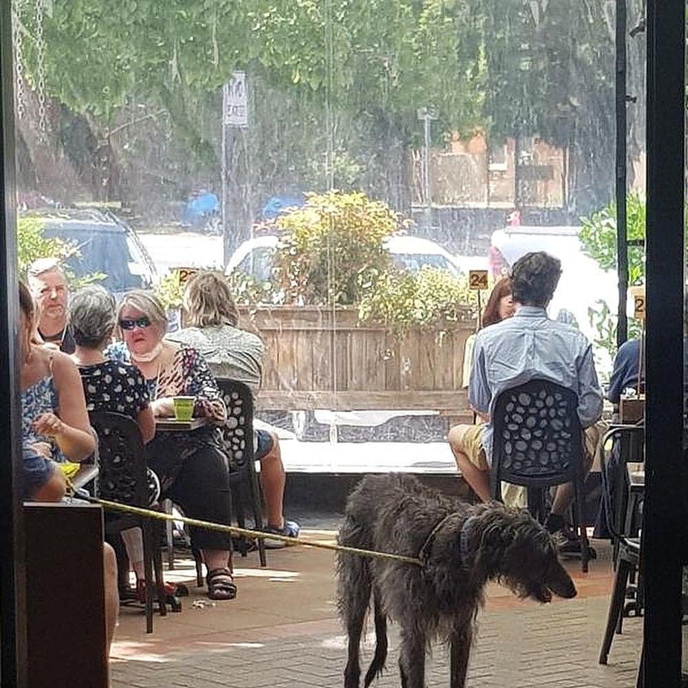 Patrons dining at The Knox in Canberra with their dogs in the outdoor dining space of the cafe