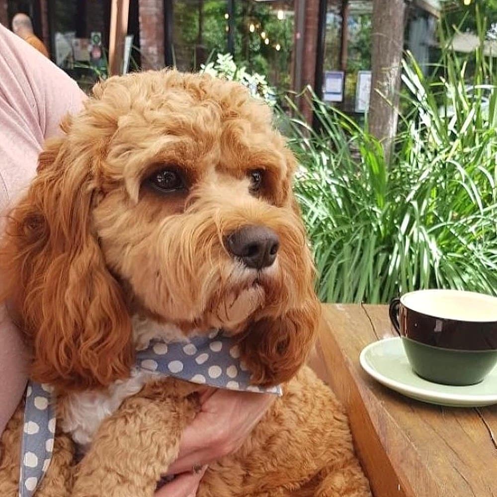 Brown dog on the lap of owner and enjoying a cup of coffee at a dog friendly cafe in Canberra called The Knox