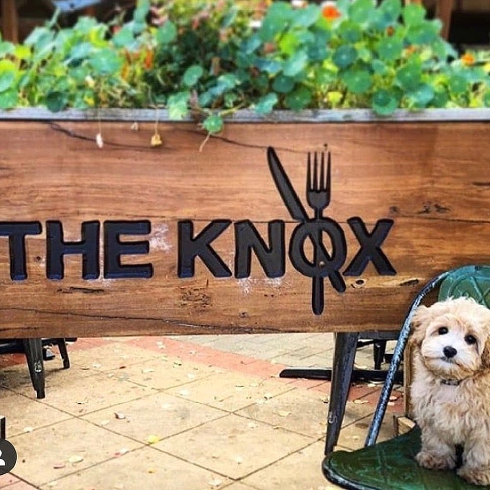 View of the name of the dog friendly cafe, The Knox, with a tiny dog on a chair looking at the camera