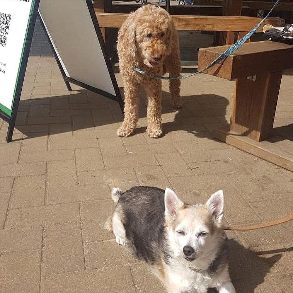 Two dogs in a dog friendly cafe in Canberra, one is sitting on the ground and the other is leashed to a table