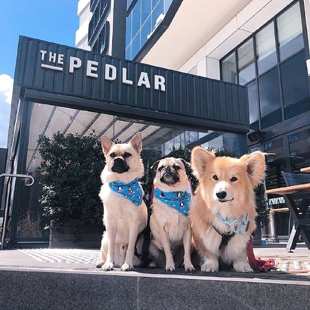 Three adorable dogs standing in front of The Pedlar cafe each with a bandana on their necks