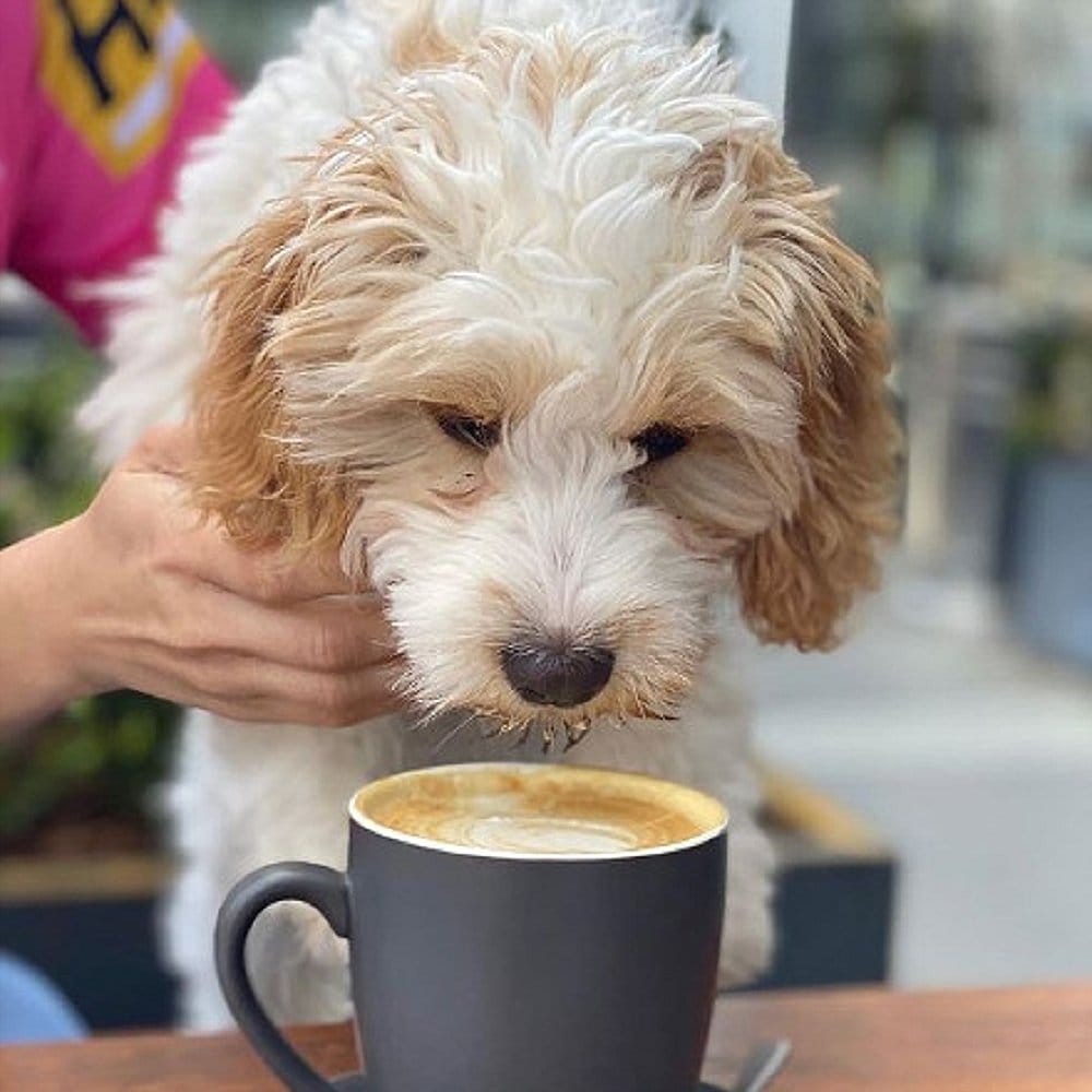 An owner trying to let dog drink from a coffee cup in a dog friendly cafe in Canberra