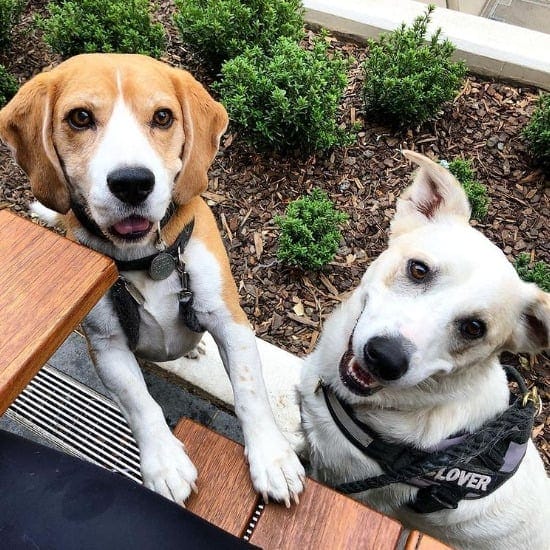 Two cute pups looking at the camera in a dog friendly cafe in Canberra