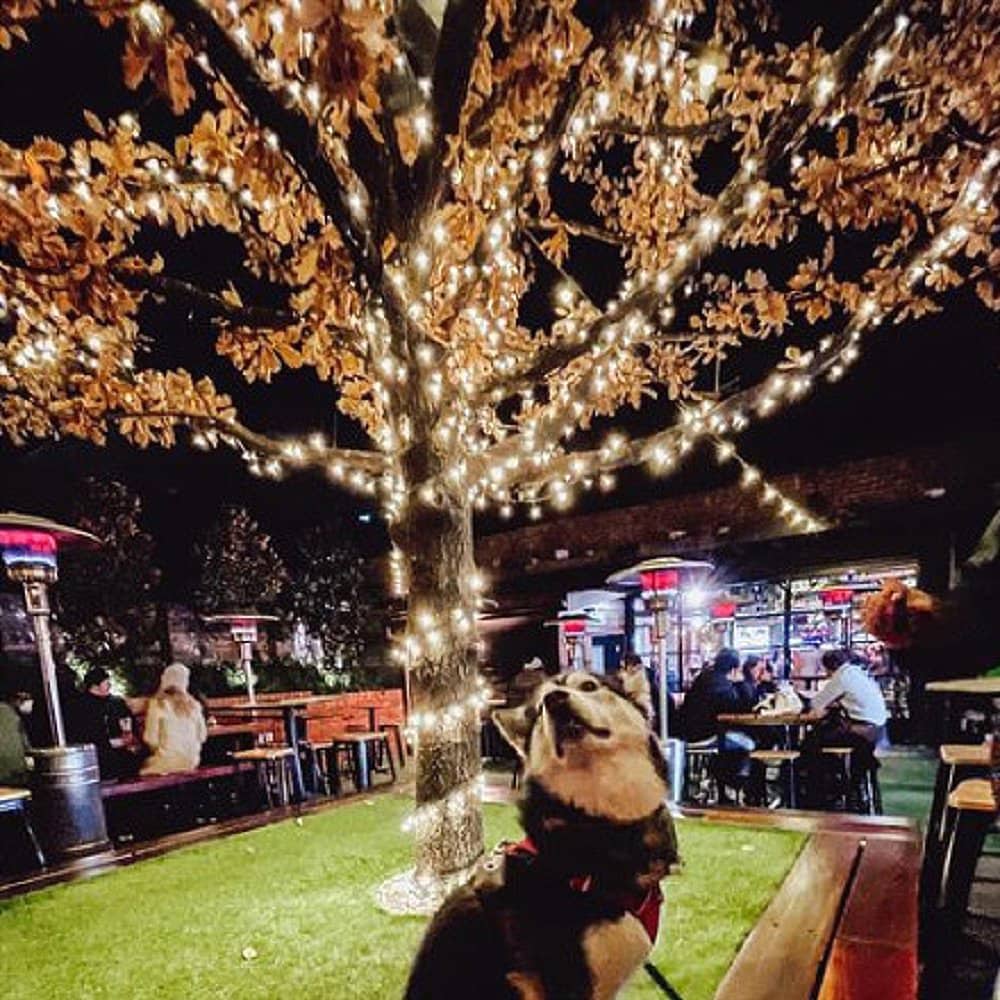 Large dog looking up at Christmas lights in a dog friendly cafe in Canberra