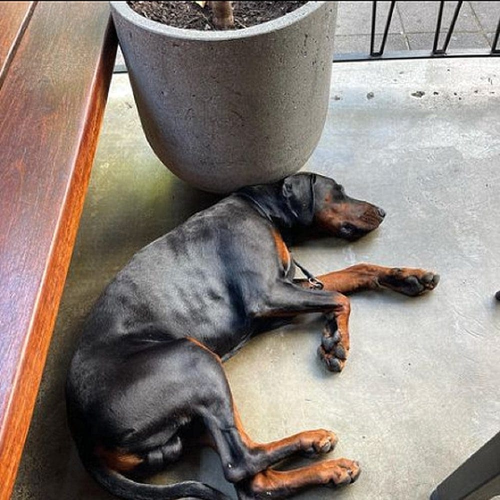 A medium sized dog is laying outside a dog friendly cafe in Canberra as they dine for brunch